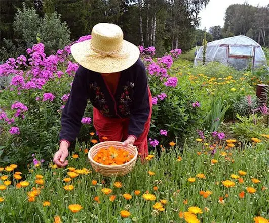 the self sufficient backyard