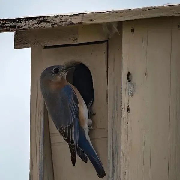 Bluebird perched at a wooden nest box, a natural ally against garden insects