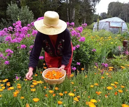 Gardener harvesting orange calendula blossoms in a backyard flower and herb garden