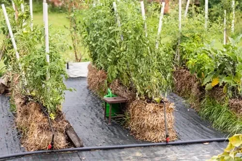 Tomato plants growing in straw bales with drip irrigation in a backyard vegetable garden